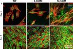 Mouse IgG (H+L) Cross-Adsorbed Secondary Antibody in Immunocytochemistry (ICC/IF)