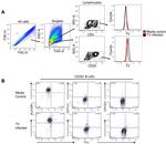 CD20 Antibody in Flow Cytometry (Flow)