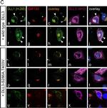 Rat IgG (H+L) Cross-Adsorbed Secondary Antibody in Immunocytochemistry (ICC/IF)