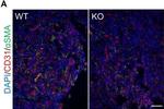 Rat IgG (H+L) Cross-Adsorbed Secondary Antibody in Immunohistochemistry (Frozen) (IHC (F))