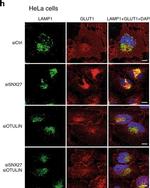 Rabbit IgG (H+L) Cross-Adsorbed Secondary Antibody in Immunocytochemistry (ICC/IF)