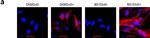 Mouse IgG (H+L) Cross-Adsorbed Secondary Antibody in Immunocytochemistry (ICC/IF)