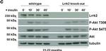 Sheep IgG (H+L) Secondary Antibody in Western Blot (WB)