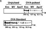 Rabbit IgG (H+L) Cross-Adsorbed Secondary Antibody in Western Blot (WB)