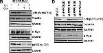 Rabbit IgG (H+L) Secondary Antibody in Western Blot (WB)