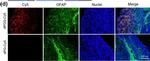 Rabbit IgG (Heavy chain) Secondary Antibody in Immunohistochemistry (PFA fixed) (IHC (PFA))