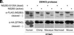 Mouse IgG (H+L) Secondary Antibody in Western Blot (WB)