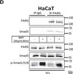 Mouse IgG (H+L) Secondary Antibody in Western Blot (WB)