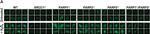 Mouse IgG (H+L) Cross-Adsorbed Secondary Antibody in Immunohistochemistry (Paraffin) (IHC (P))