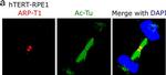 Mouse IgG (H+L) Cross-Adsorbed Secondary Antibody in Immunocytochemistry (ICC/IF)