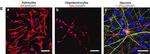 Mouse IgG (H+L) Cross-Adsorbed Secondary Antibody in Immunocytochemistry (ICC/IF)