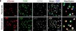 Rabbit IgG (H+L) Highly Cross-Adsorbed Secondary Antibody in Immunocytochemistry (ICC/IF)