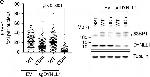 Mouse IgG (H+L) Secondary Antibody in Western Blot (WB)