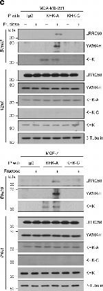 Rabbit IgG (H+L) Cross-Adsorbed Secondary Antibody in Western Blot (WB)