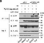 Rabbit IgG Isotype Control in Western Blot (WB)