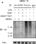 Rat IgG (H+L) Secondary Antibody in Western Blot (WB)