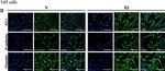Mouse IgG (H+L) Cross-Adsorbed Secondary Antibody in Immunocytochemistry (ICC/IF)
