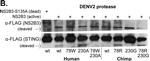 Mouse IgG (H+L) Secondary Antibody in Western Blot (WB)