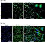 Mouse IgG (H+L) Cross-Adsorbed Secondary Antibody in Immunocytochemistry (ICC/IF)