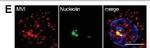 Mouse IgG (H+L) Cross-Adsorbed Secondary Antibody in Immunocytochemistry (ICC/IF)