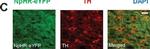 Mouse IgG (H+L) Cross-Adsorbed Secondary Antibody in Immunohistochemistry (IHC)