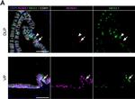 Goat IgG (H+L) Cross-Adsorbed Secondary Antibody in Immunohistochemistry (Paraffin) (IHC (P))