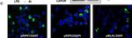 Rabbit IgG (H+L) Cross-Adsorbed Secondary Antibody in Immunocytochemistry (ICC/IF)