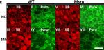 Mouse IgM (Heavy chain) Cross-Adsorbed Secondary Antibody in Immunohistochemistry (Frozen) (IHC (F))