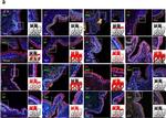 Mouse IgG (H+L) Cross-Adsorbed Secondary Antibody in Immunohistochemistry (Paraffin) (IHC (P))