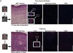 Mouse IgG (H+L) Cross-Adsorbed Secondary Antibody in Immunohistochemistry (IHC)