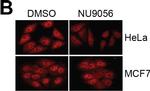 Mouse IgG (H+L) Cross-Adsorbed Secondary Antibody in Immunocytochemistry (ICC/IF)