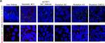 Mouse IgG (H+L) Cross-Adsorbed Secondary Antibody in Immunocytochemistry (ICC/IF)