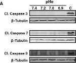 Mouse IgG (H+L) Secondary Antibody in Western Blot (WB)