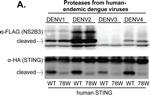 Mouse IgG (H+L) Secondary Antibody in Western Blot (WB)