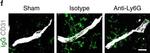 Mouse IgG (H+L) Highly Cross-Adsorbed Secondary Antibody in Immunohistochemistry (Frozen) (IHC (F))