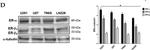 Rabbit IgG (H+L) Secondary Antibody in Western Blot (WB)