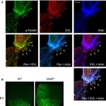 Rabbit IgG (H+L) Highly Cross-Adsorbed Secondary Antibody in Immunocytochemistry (ICC/IF)