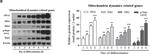 Rabbit IgG (H+L) Secondary Antibody in Western Blot (WB)