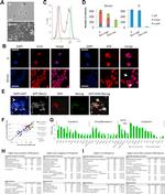 Nanog Antibody in Immunocytochemistry, Flow Cytometry (ICC/IF, Flow)