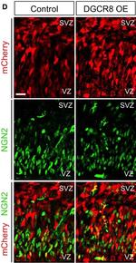 Mouse IgG (H+L) Highly Cross-Adsorbed Secondary Antibody in Immunohistochemistry (IHC)