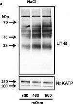 Mouse IgG (H+L) Secondary Antibody in Western Blot (WB)