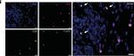 Rat IgG (H+L) Cross-Adsorbed Secondary Antibody in Immunocytochemistry (ICC/IF)