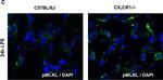 Rabbit IgG (H+L) Cross-Adsorbed Secondary Antibody in Immunocytochemistry (ICC/IF)