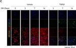 Mouse IgG (H+L) Cross-Adsorbed Secondary Antibody in Immunocytochemistry (ICC/IF)