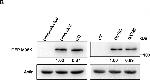 Rat IgG (H+L) Secondary Antibody in Western Blot (WB)