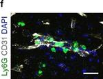 Rat IgG (H+L) Highly Cross-Adsorbed Secondary Antibody in Immunohistochemistry (Frozen) (IHC (F))