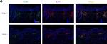 Rat IgG (H+L) Cross-Adsorbed Secondary Antibody in Immunohistochemistry (IHC)