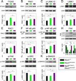 Goat IgG (H+L) Secondary Antibody in Western Blot (WB)