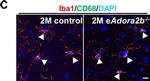 Rabbit IgG (H+L) Cross-Adsorbed Secondary Antibody in Immunohistochemistry (IHC)