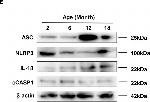 Rabbit IgG (H+L) Secondary Antibody in Western Blot (WB)